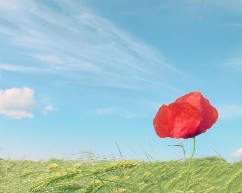 Red Poppy in Field — Serene, Afternoon, Photograph, Sky