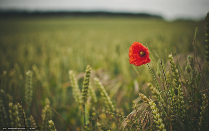 Red Poppy in Field — Serene, Afternoon, Photograph, Wheat, Grass