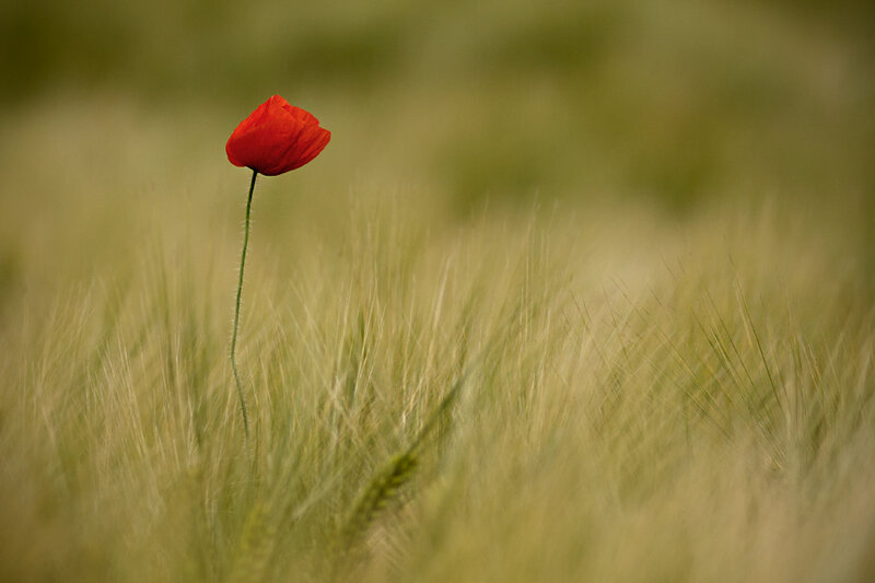 Red Poppy in Field — Serene, Afternoon