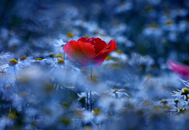 Red Poppy in Field — Serene, Photograph