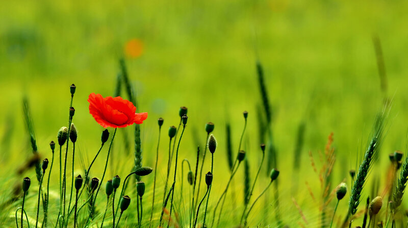 Red Poppy in Field — Serene, Spring, Photograph