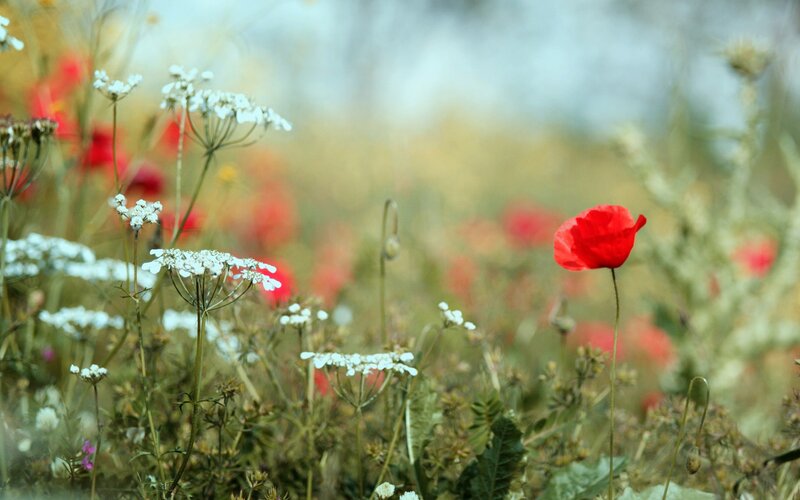 Red Poppy in Field — Serene, Spring, Photograph, White Flowers