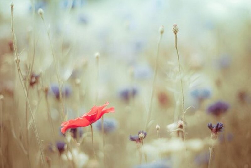 Red Poppy in Field — Serene, Spring, Photograph, Wildflowers