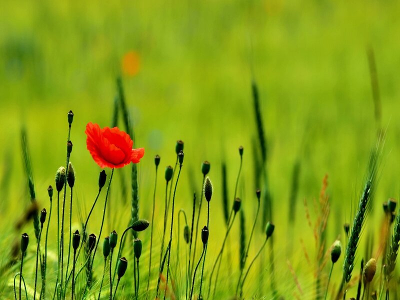 Red Poppy in Field — Serene, Spring
