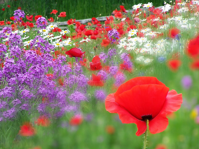 Red Poppy in Field — Serene, Summer