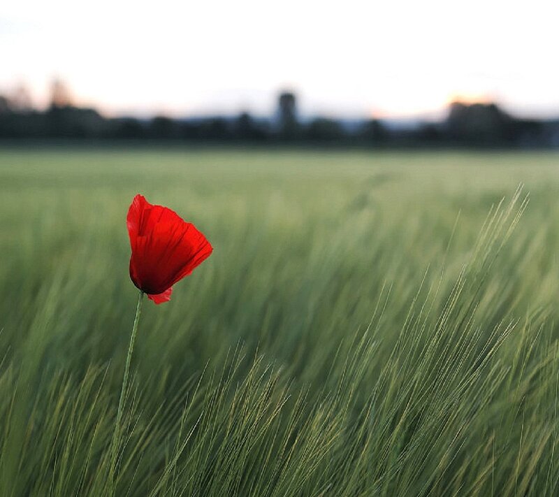 Red Poppy in Field — Serene, Sunset, Photograph, Sky, Grass