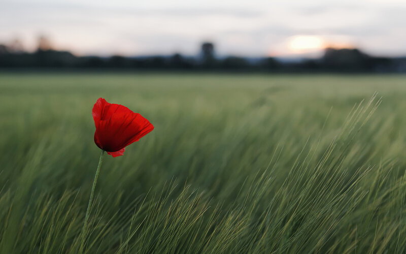 Red Poppy in Field — Serene, Sunset