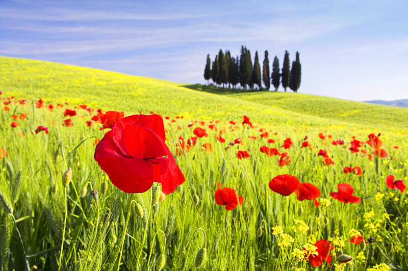 Red Poppy in Field