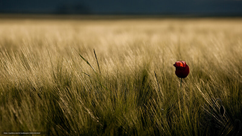 Red Poppy in Field — Yellow, Dramatic