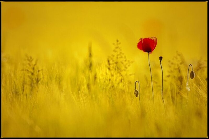 Red Poppy in Field — Yellow