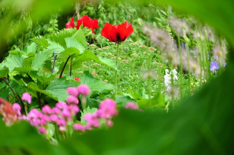 Red Poppy in Garden — Green