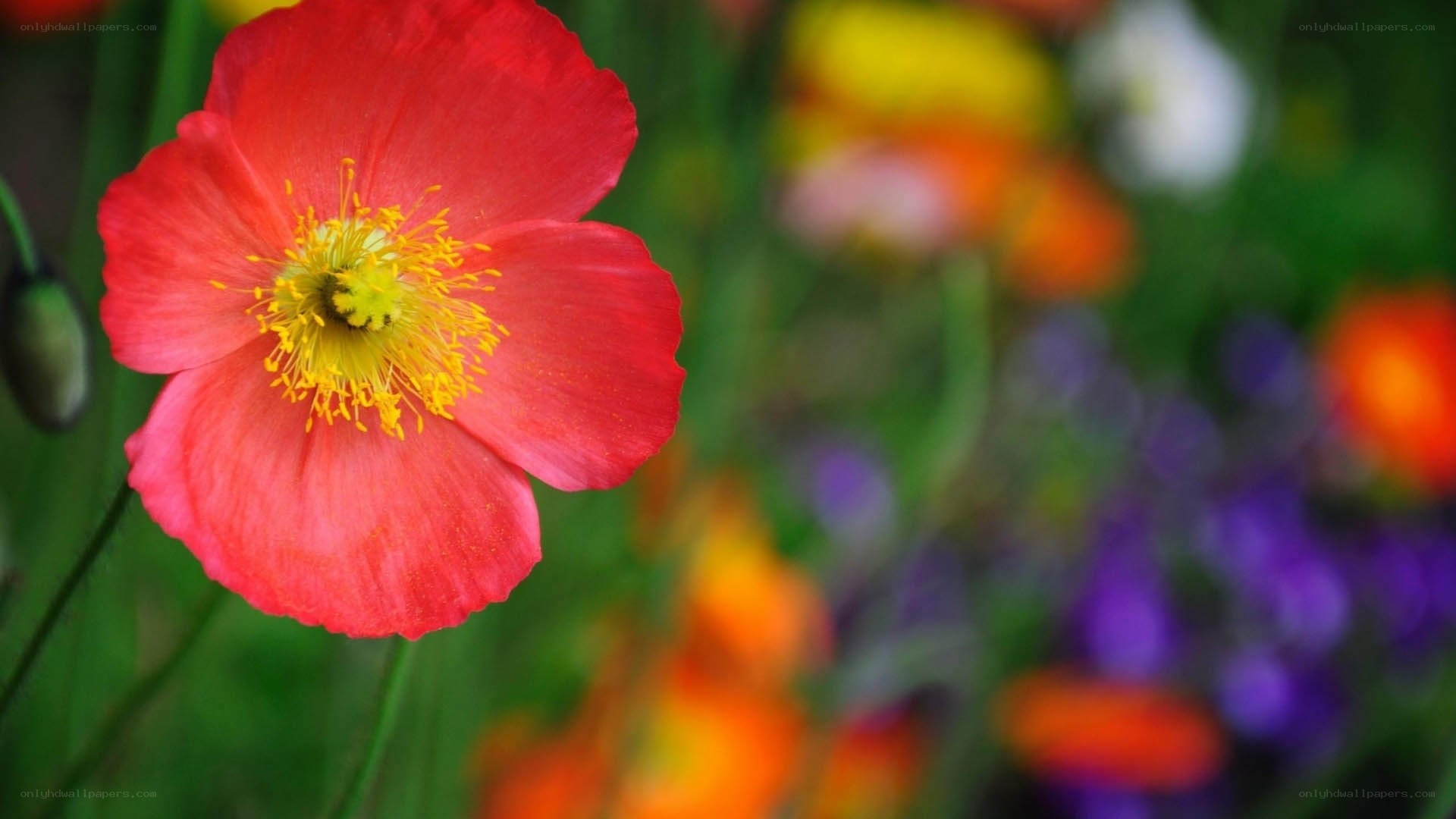 Red poppy in garden