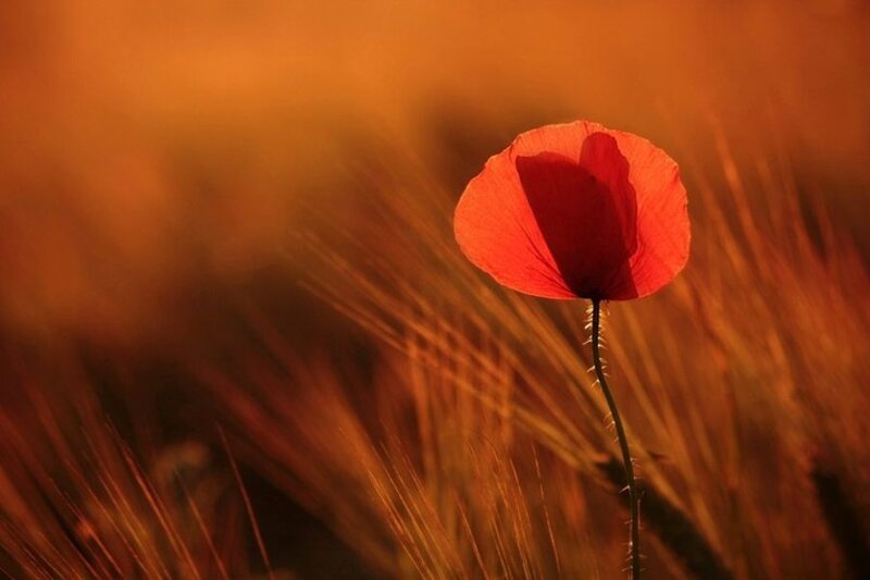 Red poppy in golden field
