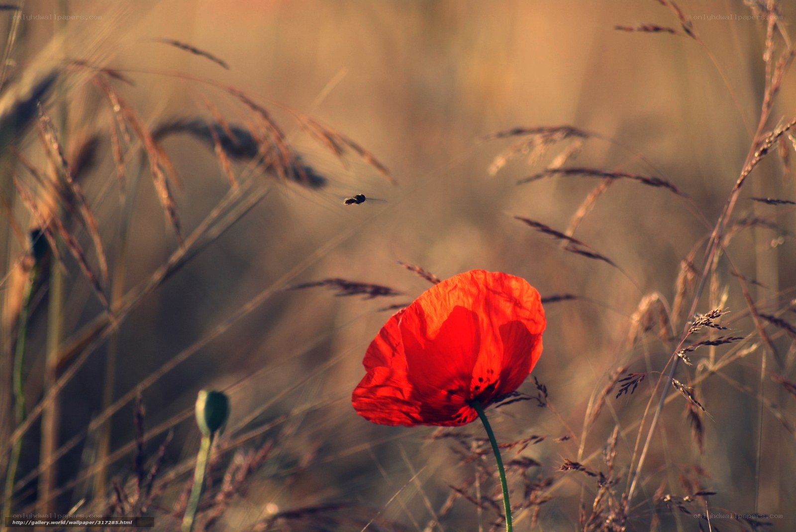 Red poppy in golden field