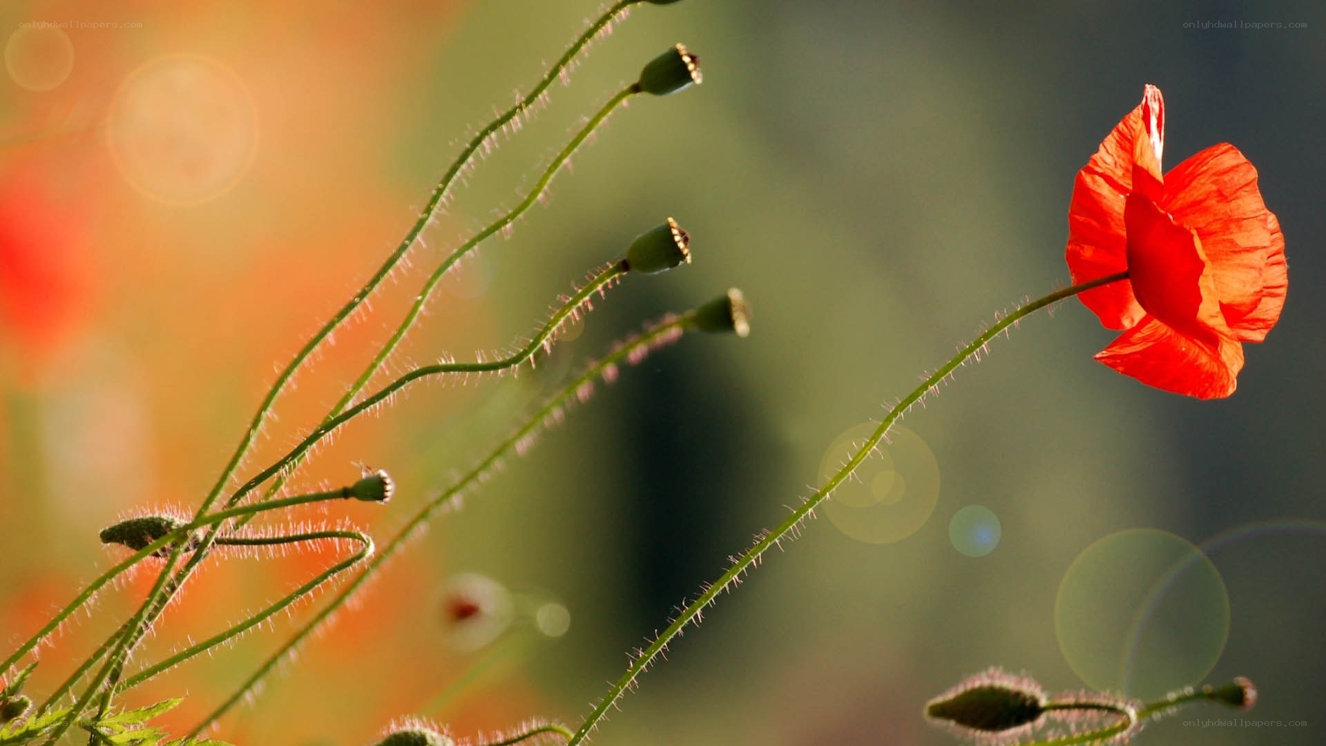 Red poppy in golden light