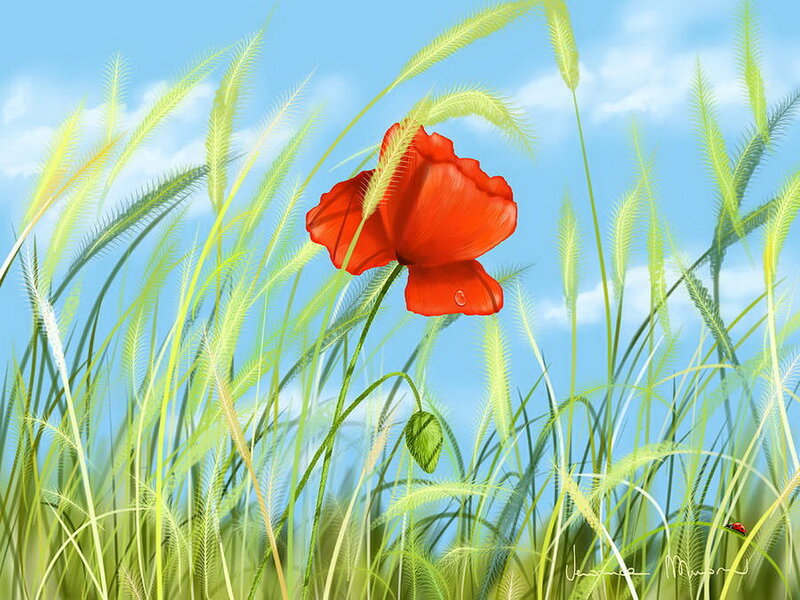 Red Poppy in Grass