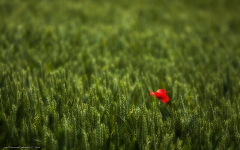 Red poppy in green field