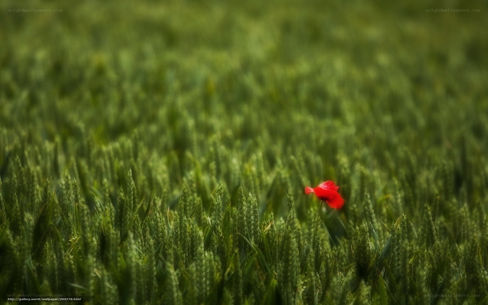 Red poppy in green field