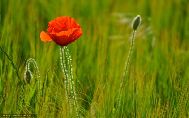 Red poppy in green field