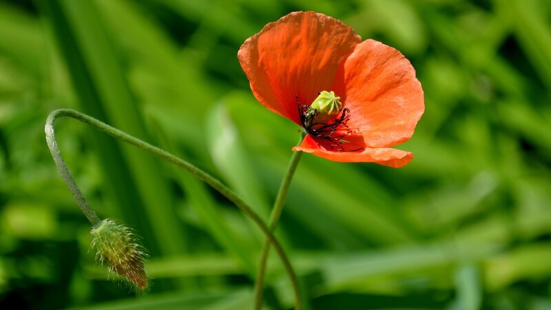 Red poppy in green field