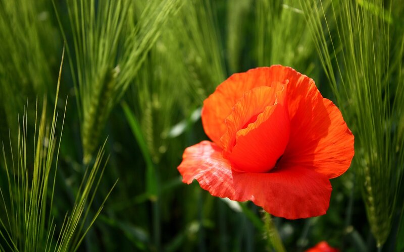 Red poppy in green field