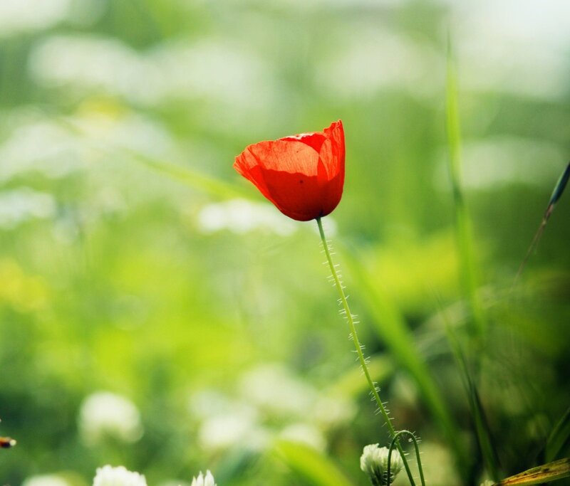 Red poppy in green field