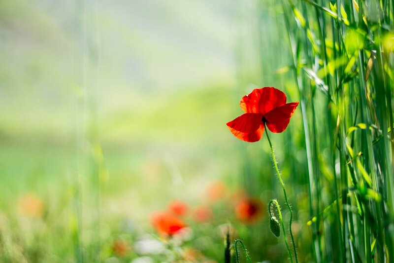 Red poppy in green field