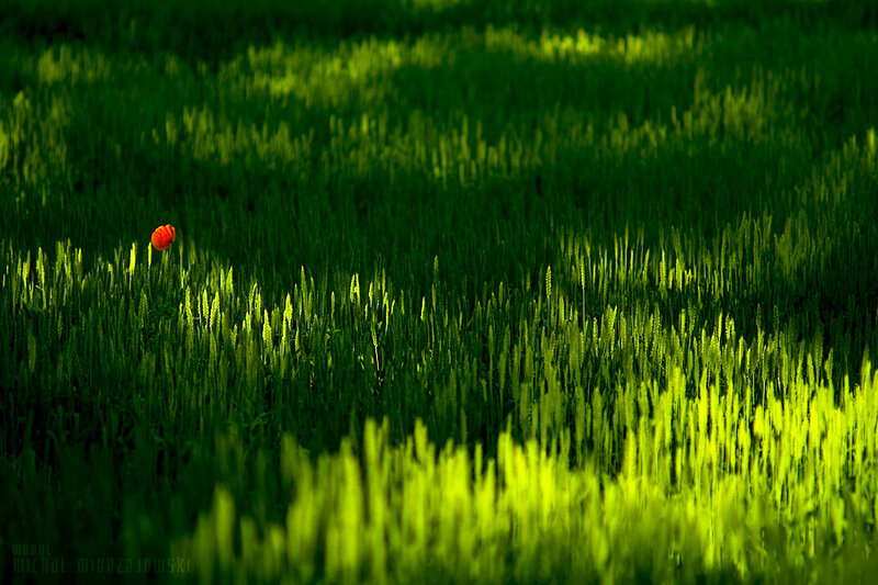 Red poppy in green field