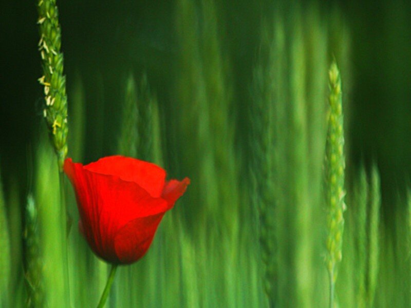 Red poppy in green field