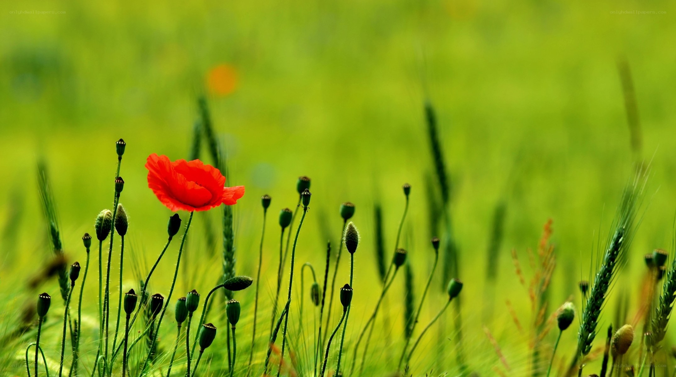 Red poppy in green field
