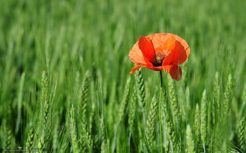 Red poppy in green field