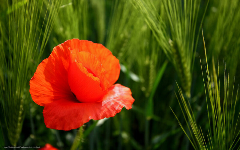 Red poppy in green field