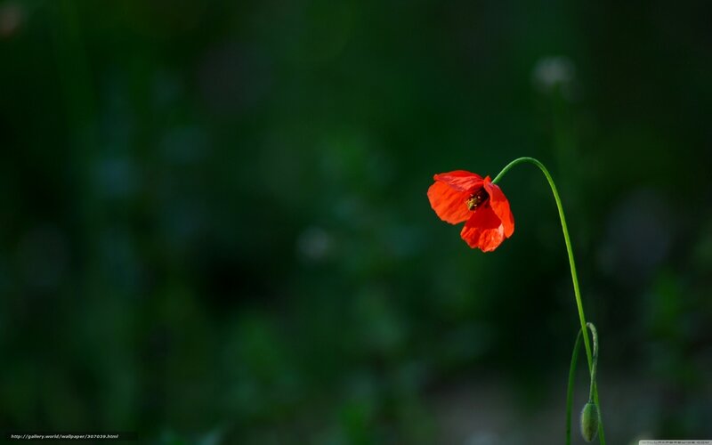 Red poppy in green field