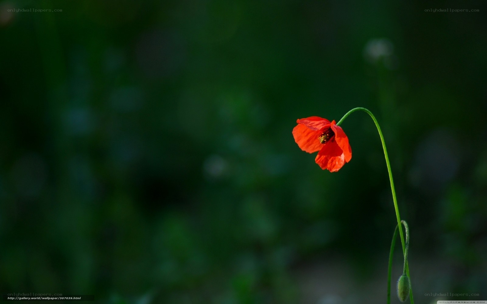Red poppy in green field