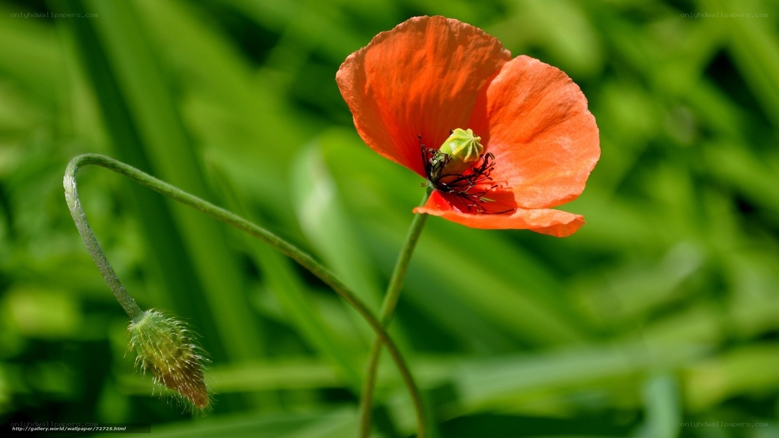 Red poppy in green field