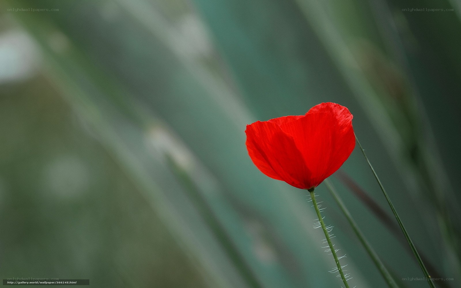 Red poppy in green grass