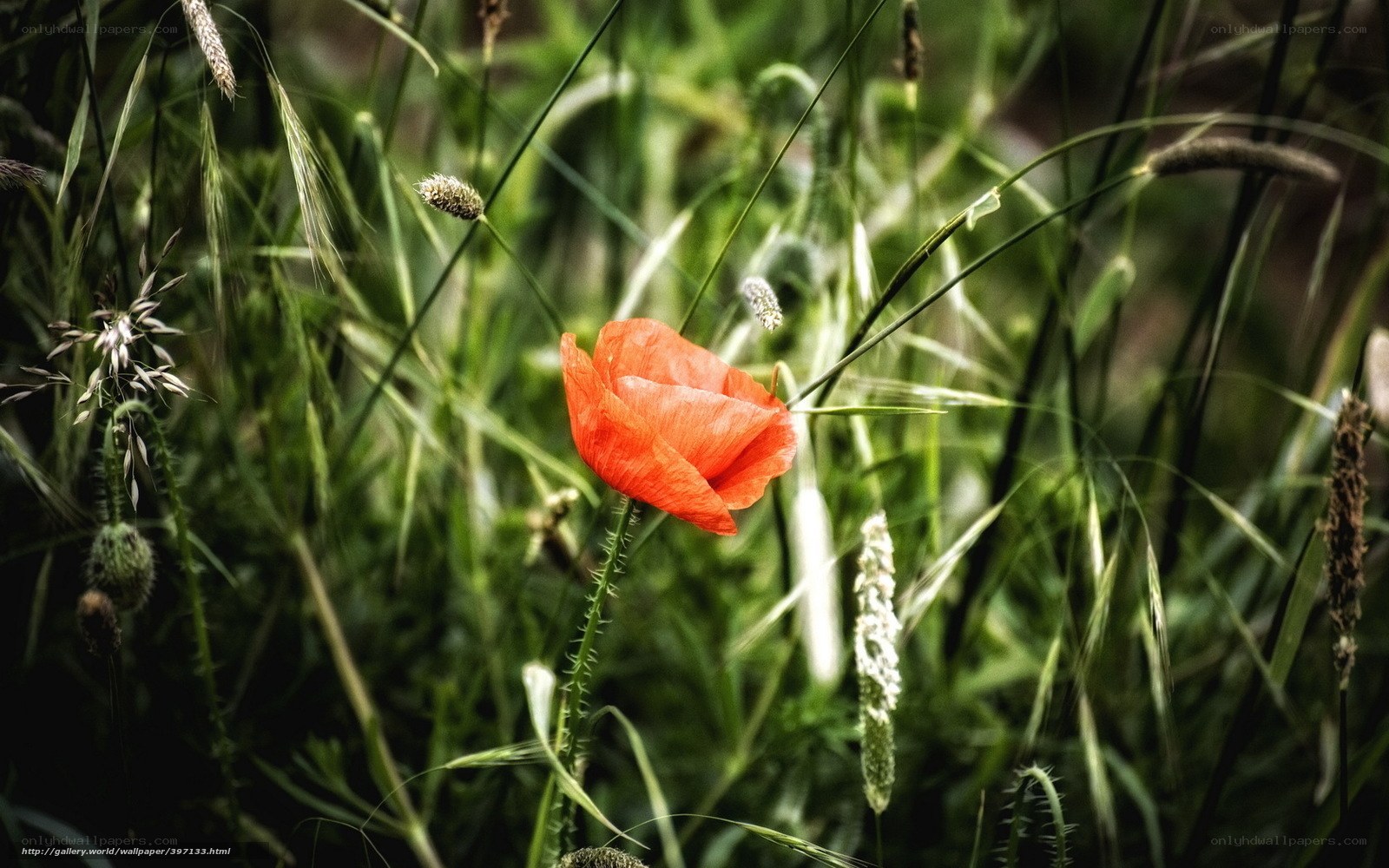 Red poppy in green grass