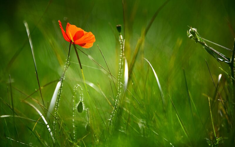 Red poppy in green grass