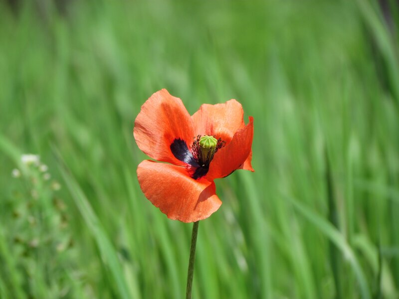 Red poppy in green grass