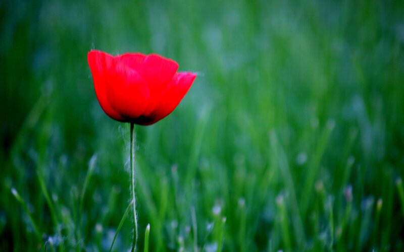 Red poppy in green grass