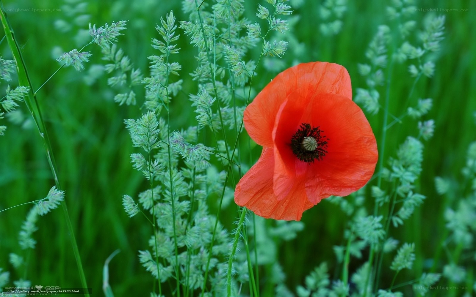 Red poppy in green grass
