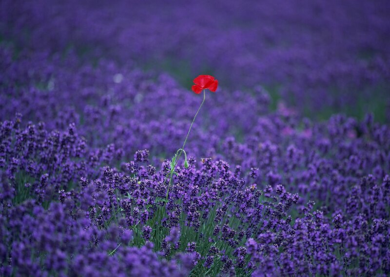 Red poppy in lavender field
