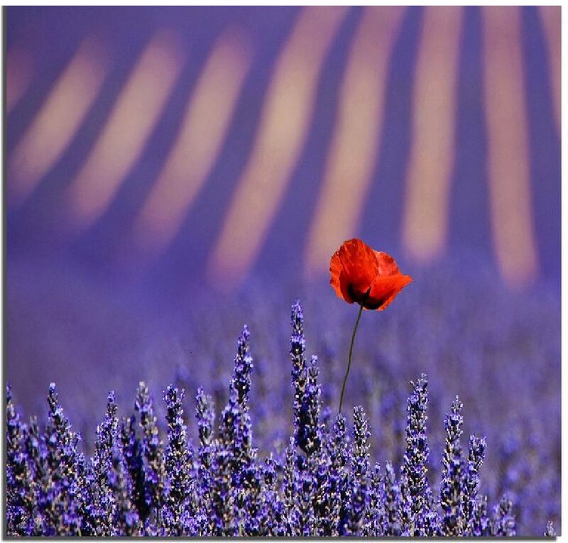 Red Poppy in Lavender Field — Purple, Serene, Afternoon