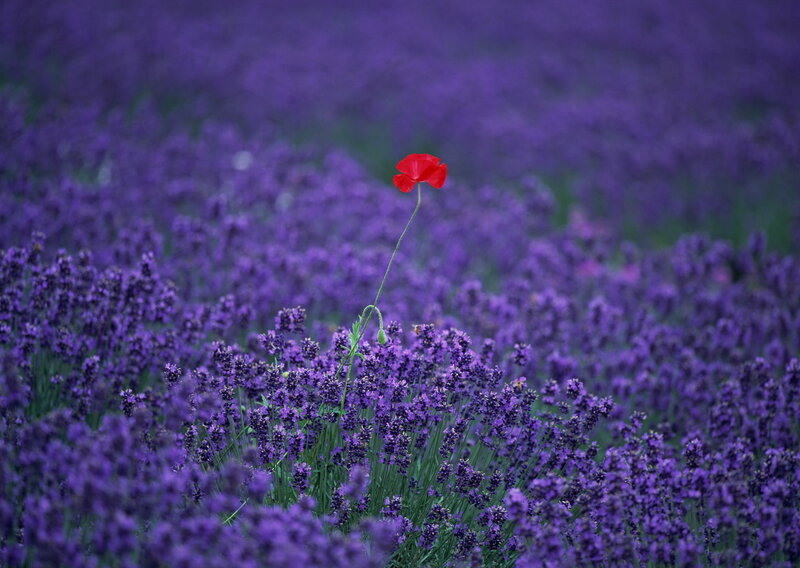 Red Poppy in Lavender Field — Purple, Serene