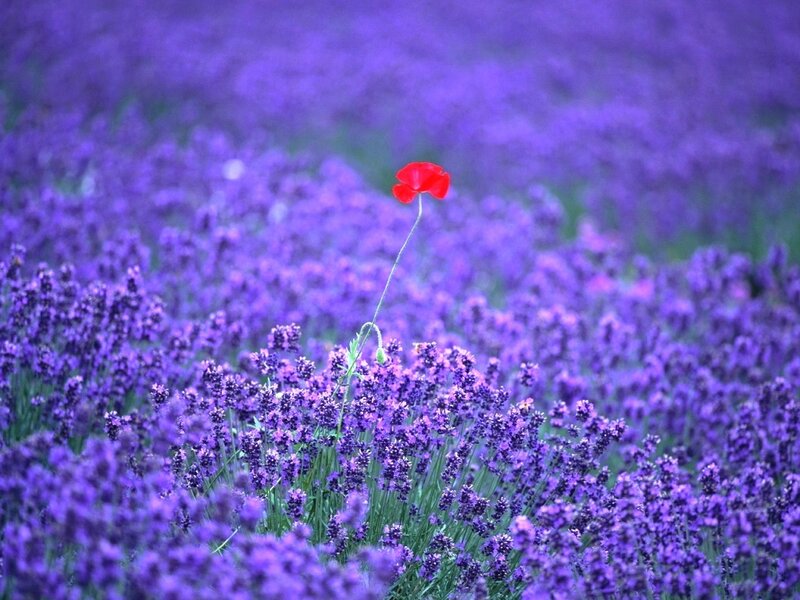 Red Poppy in Lavender Field — Purple