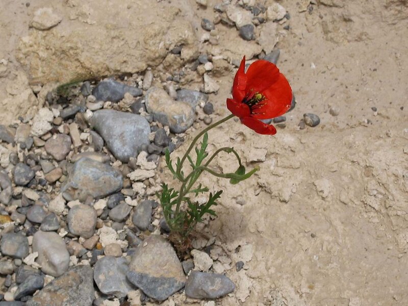 Red poppy in rocky soil
