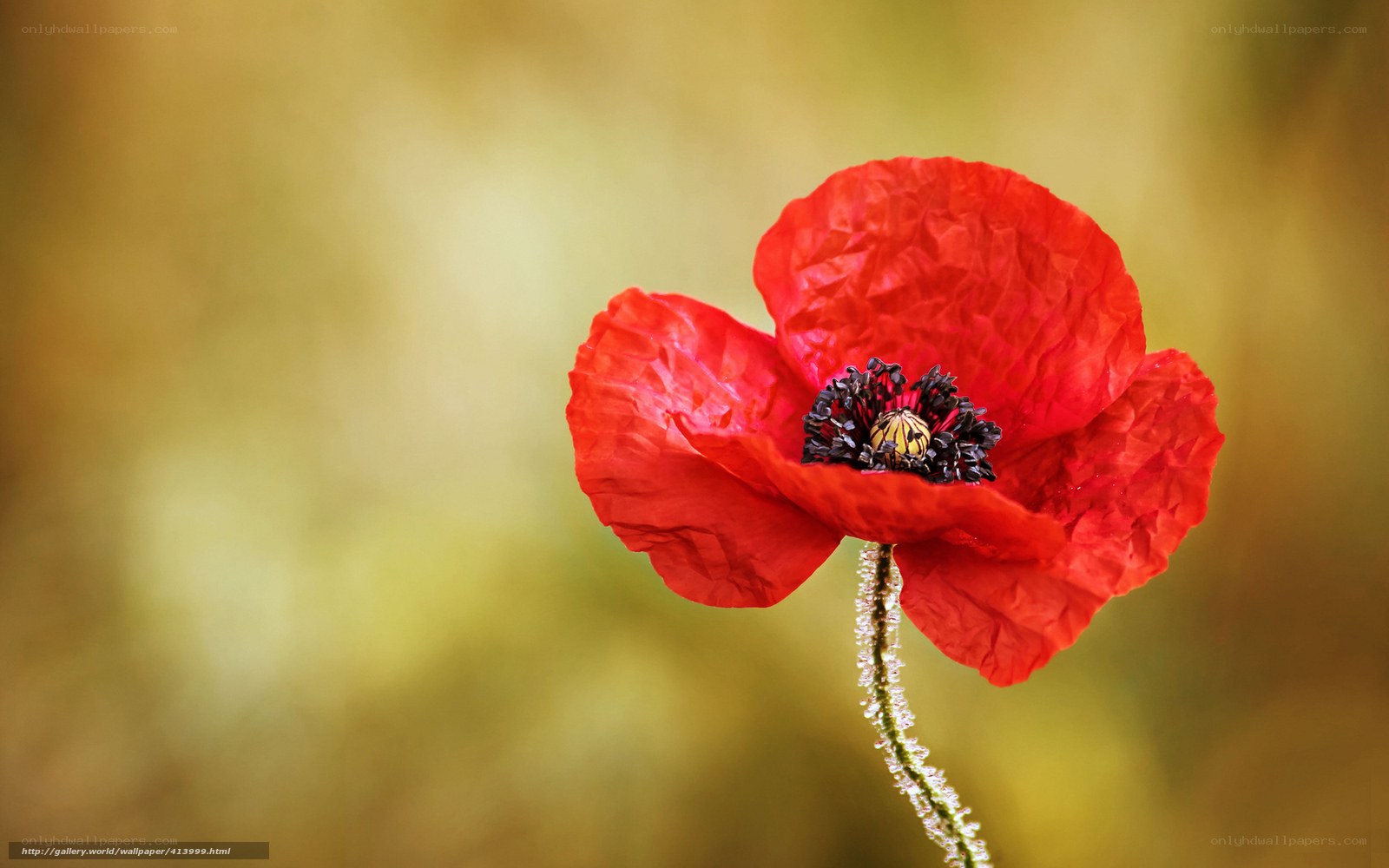 Red poppy in soft focus