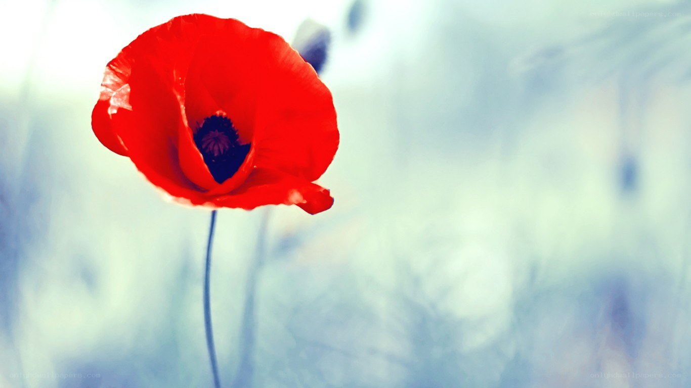 Red poppy in soft focus