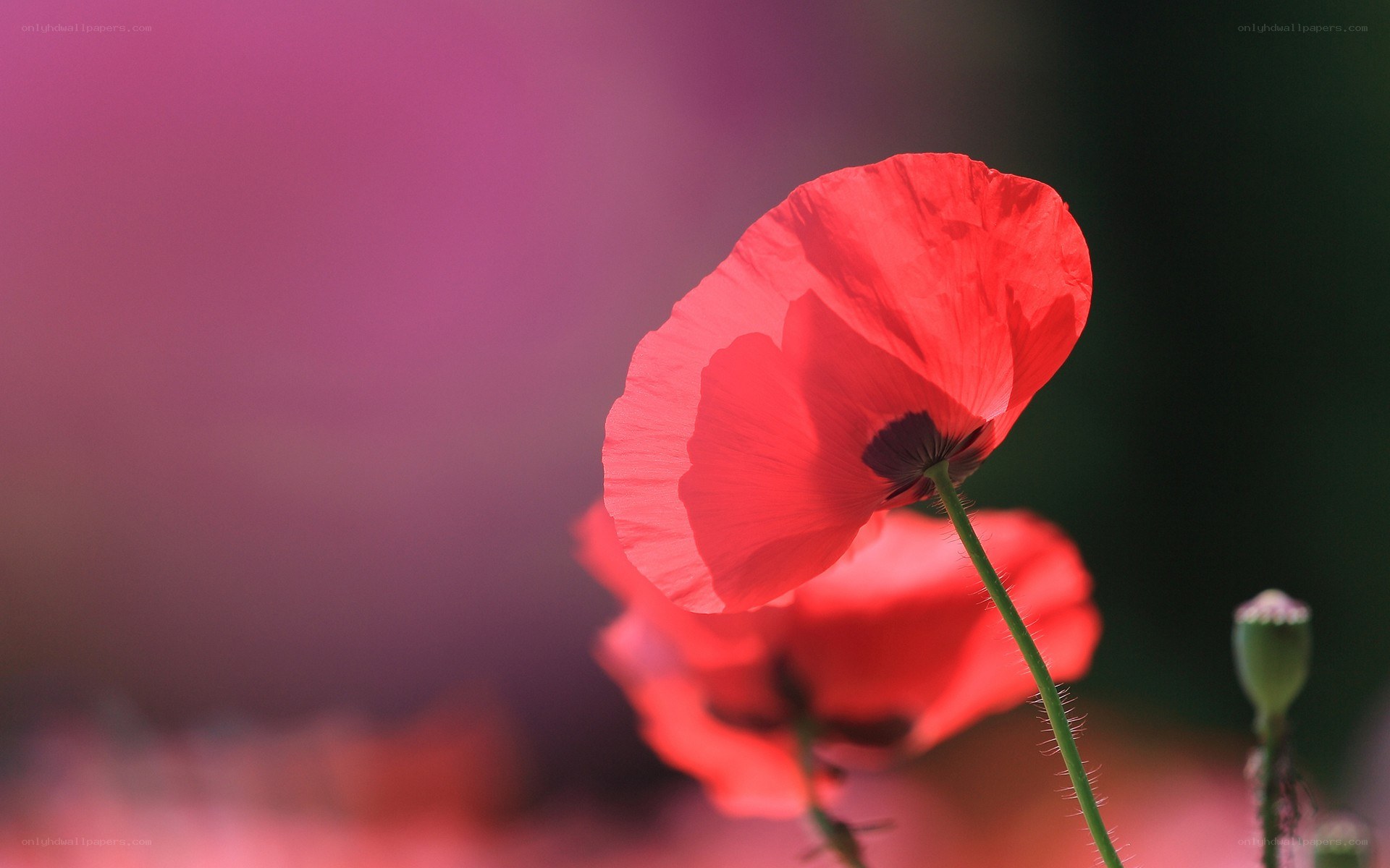 Red poppy in soft focus