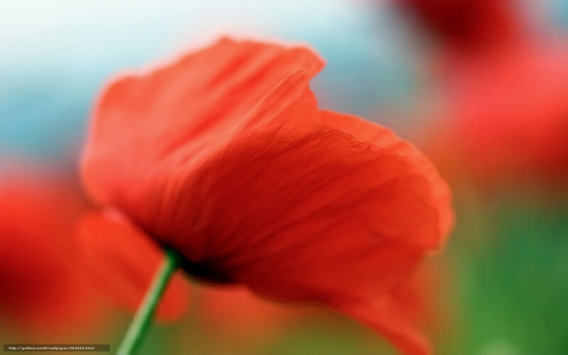 Red poppy in soft focus